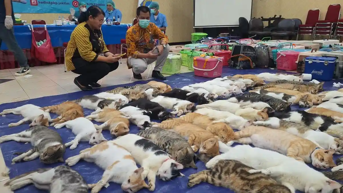 ledakan populasi kucing di jakarta